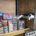 写真: 番台に横たわる猫(#^.^#)