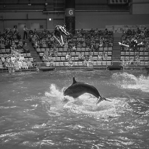 写真: イルカと一緒にジャンプ！3@EPSON品川アクアスタジアム14