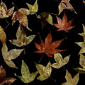 写真: 秋の色彩