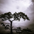 写真: 神々が降臨した場所に生える樹