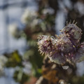 写真: 氷の花