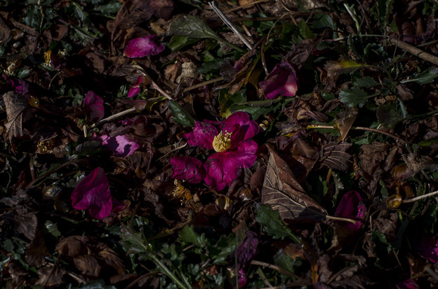 写真: 落ちた山茶花と、輝く蕊