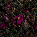 落ちた山茶花と、輝く蕊
