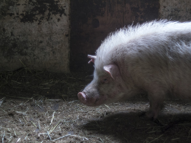 写真: 瞑想する豚