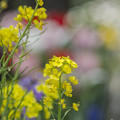 写真: 出来心で菜の花を撮ってしまった、orz