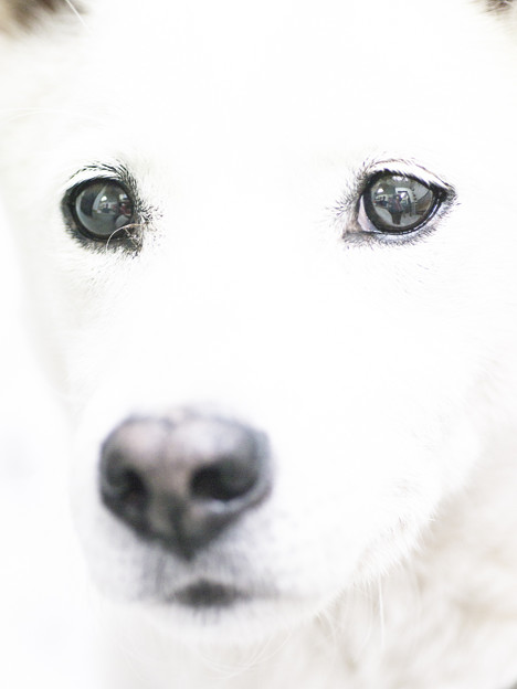 白飛び犬