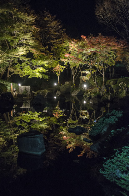 写真: 池の反映@紅葉ライトアップ@神奈川県の大磯
