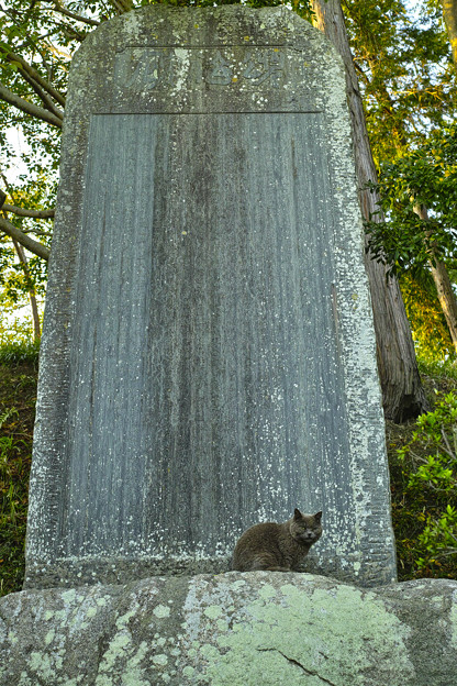 写真: 石碑と猫