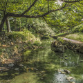 写真: 緑色の小川