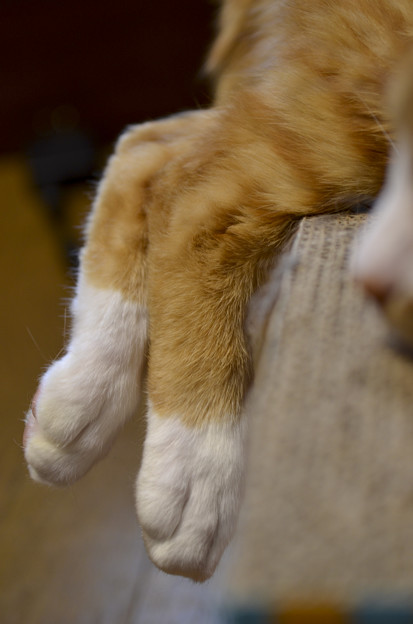 脚を組む猫（爆）