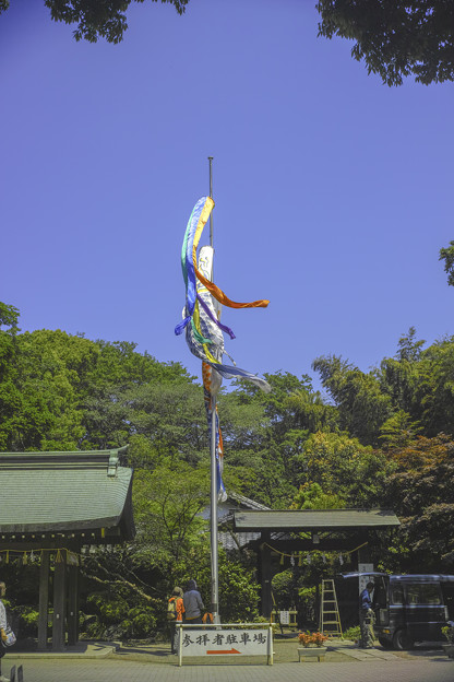 写真: 東京は杉並区大宮八幡宮の鯉幟