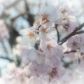 写真: 桜　ファンタジックフォーカス
