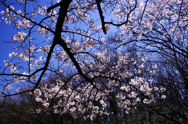 写真: ２０１４桜６２「山桜」
