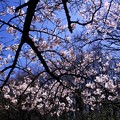 写真: ２０１４桜６２「山桜」