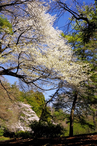 写真: ２０１４桜６１「山桜」