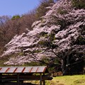 写真: ２０１４桜５９「山桜」