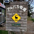 Photos: 那須アルパカ牧場-01