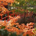 写真: 高野山の紅葉