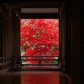 写真: 長谷寺の紅葉