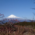 写真: 梅と富士山