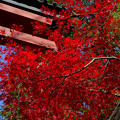 氷川神社入り口の紅葉