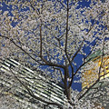 写真: 都会の桜