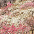 写真: 色とりどりの梅の花