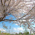 写真: 桜の樹の夢