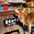 写真: 2012年10月29日　鹿　奈良公園　(3)