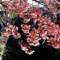 写真: 2013年2月24日　熱海桜　(3)