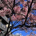 写真: 2013年2月24日　熱海桜　(4)