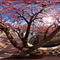 写真: 2013年2月24日　熱海桜　360度パノラマ写真(3)