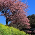 みなみの桜　（２）　南伊豆町下賀茂温泉