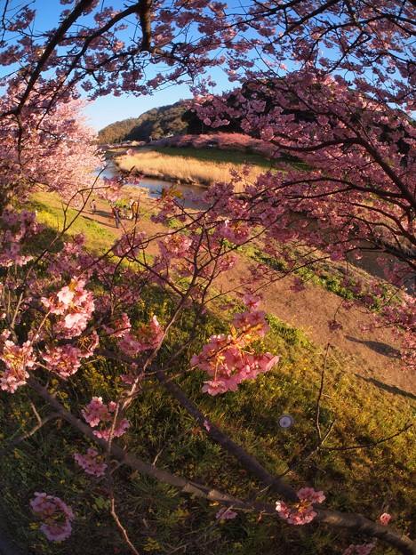 写真: みなみの桜　（３）　南伊豆町下賀茂温泉