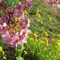 写真: みなみの桜　（１２）　南伊豆町下賀茂温泉