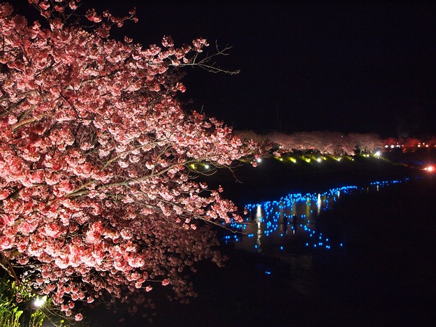 写真: みなみの桜　（１７）　南伊豆町下賀茂温泉