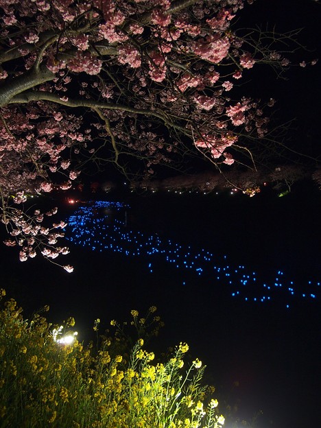 写真: みなみの桜　（１８）　南伊豆町下賀茂温泉