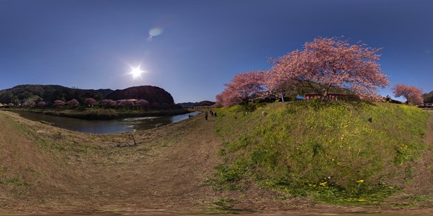 写真: 2013年3月5日　南伊豆町　みなみの桜　360度パノラマ写真(1)