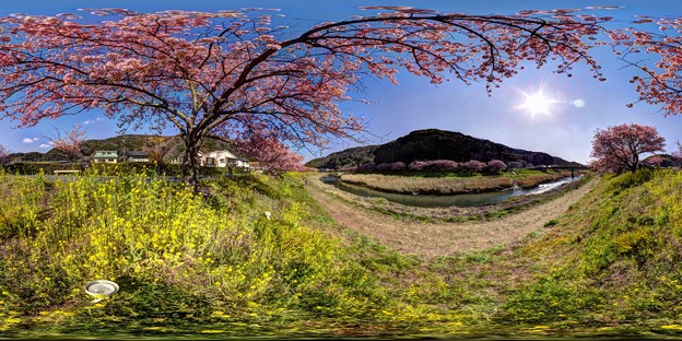 写真: 2013年3月5日　南伊豆町　みなみの桜　360度パノラマ写真(2)