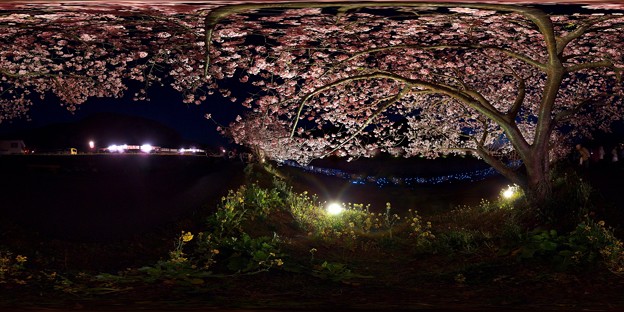 写真: 2013年3月5日　南伊豆町　みなみの桜　夜桜　360度パノラマ写真(1)