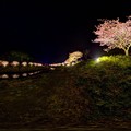 写真: 2013年3月5日　南伊豆町　みなみの桜　夜桜　360度パノラマ写真(2)