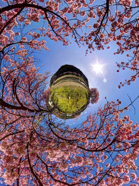 写真: 2013年3月5日　南伊豆町　みなみの桜　Little Planet