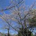 写真: 駿府城公園　桜　(1)