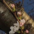 写真: 長尾川左岸　桜の開花　(1)