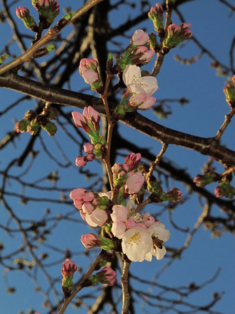 写真: 長尾川左岸　桜の開花　(2)