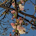 写真: 長尾川左岸　桜の開花　(2)