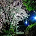 写真: 2013年3月26日　瀬名　光鏡院　夜桜　HDR