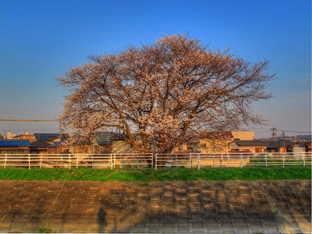 写真: 2013年3月21日　長尾川河畔　静岡市で最大級のソメイヨシノ