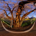 2013年3月25日　長尾川河畔　静岡市で最大級のソメイヨシノ　360度パノラマ写真(1)