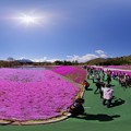 2013年5月2日　本栖　芝桜　360度パノラマ写真(1)